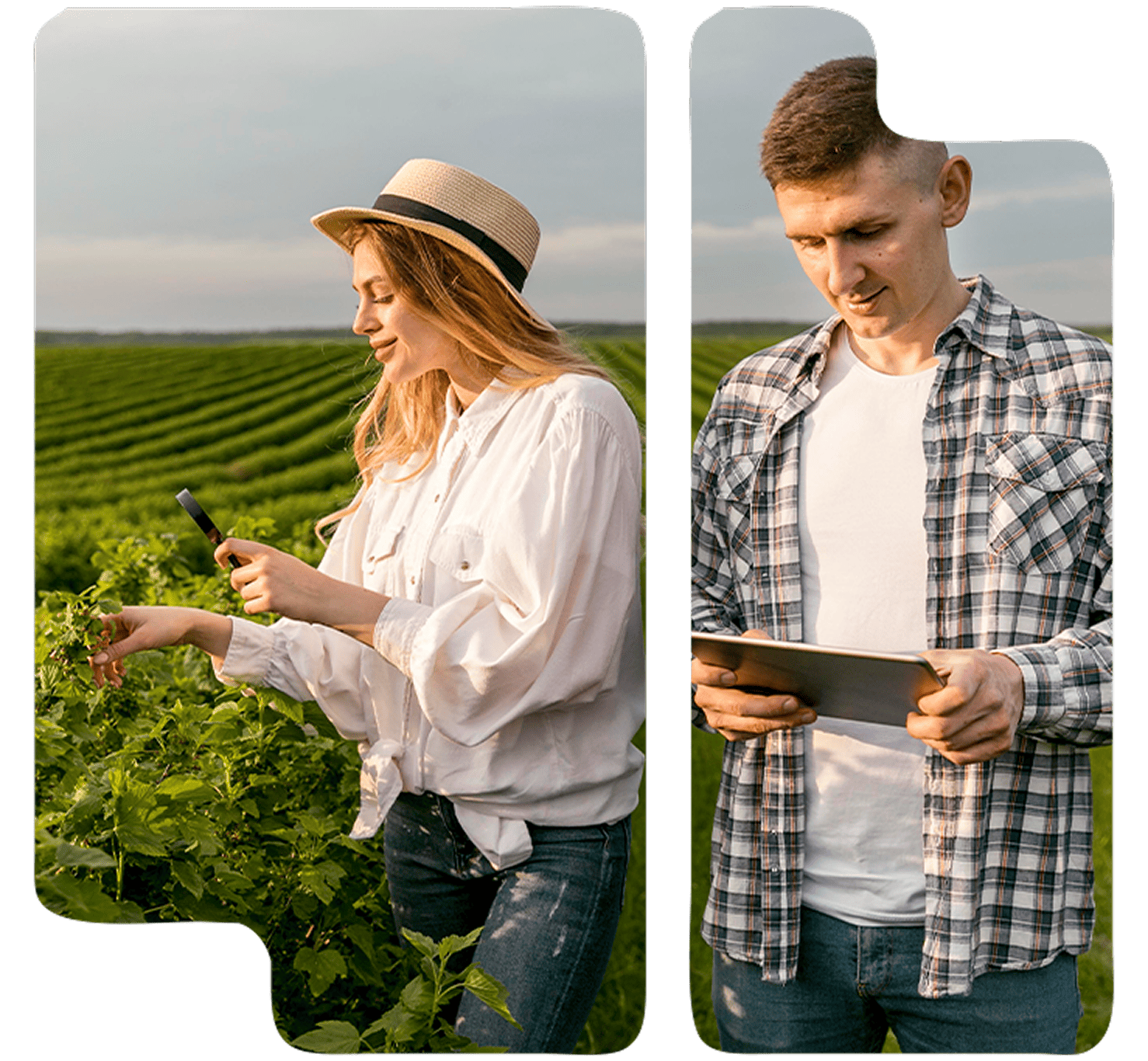 Asesoramiento agrario y ambiental