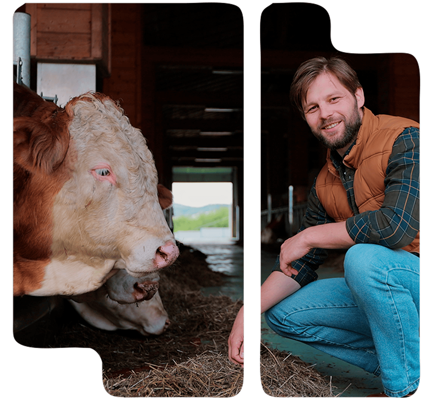 Asesoramiento por el bienestar animal en la ganadería