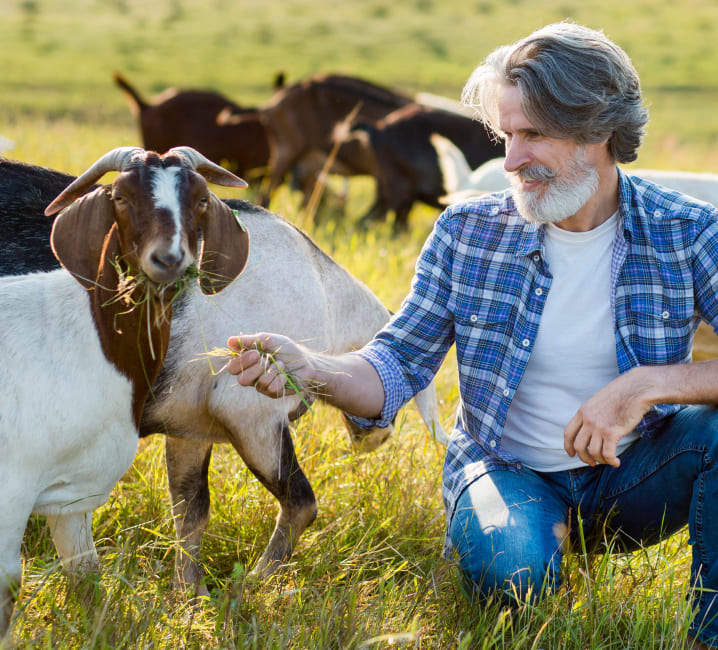 Asesoramiento por el bienestar animal en la ganadería
