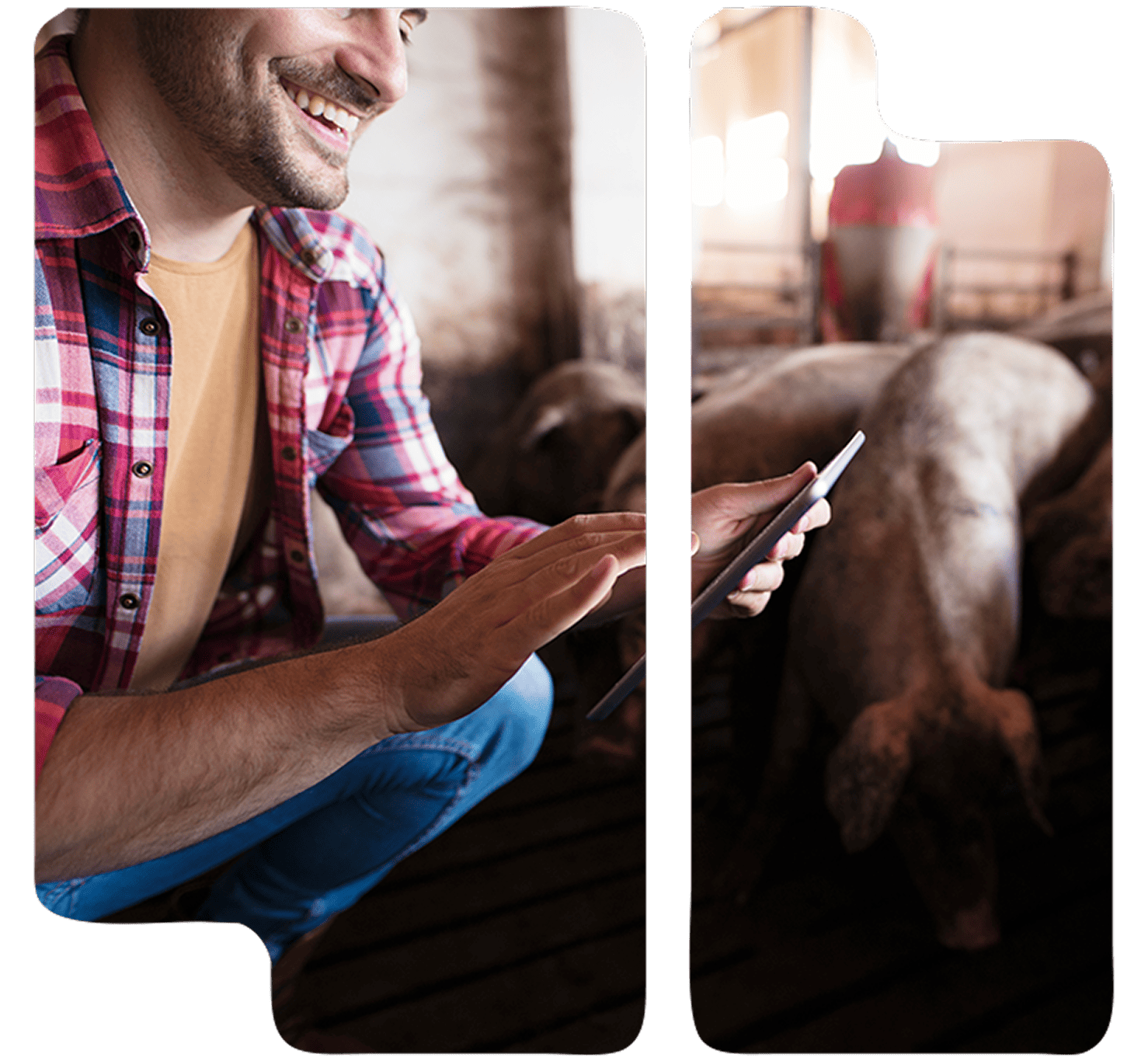 Asesoramiento sanitario, productivo y medioambiental para la ganadería