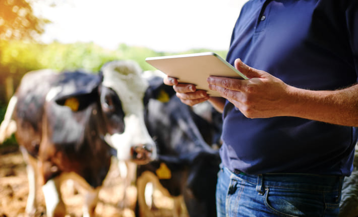 Asesoramiento sanitario, productivo y medioambiental para la ganadería