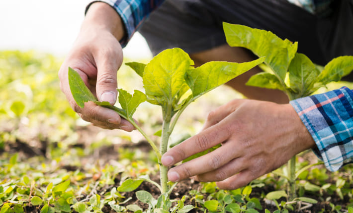 Asesoramiento sobre la gestión de la fertilización agrícola