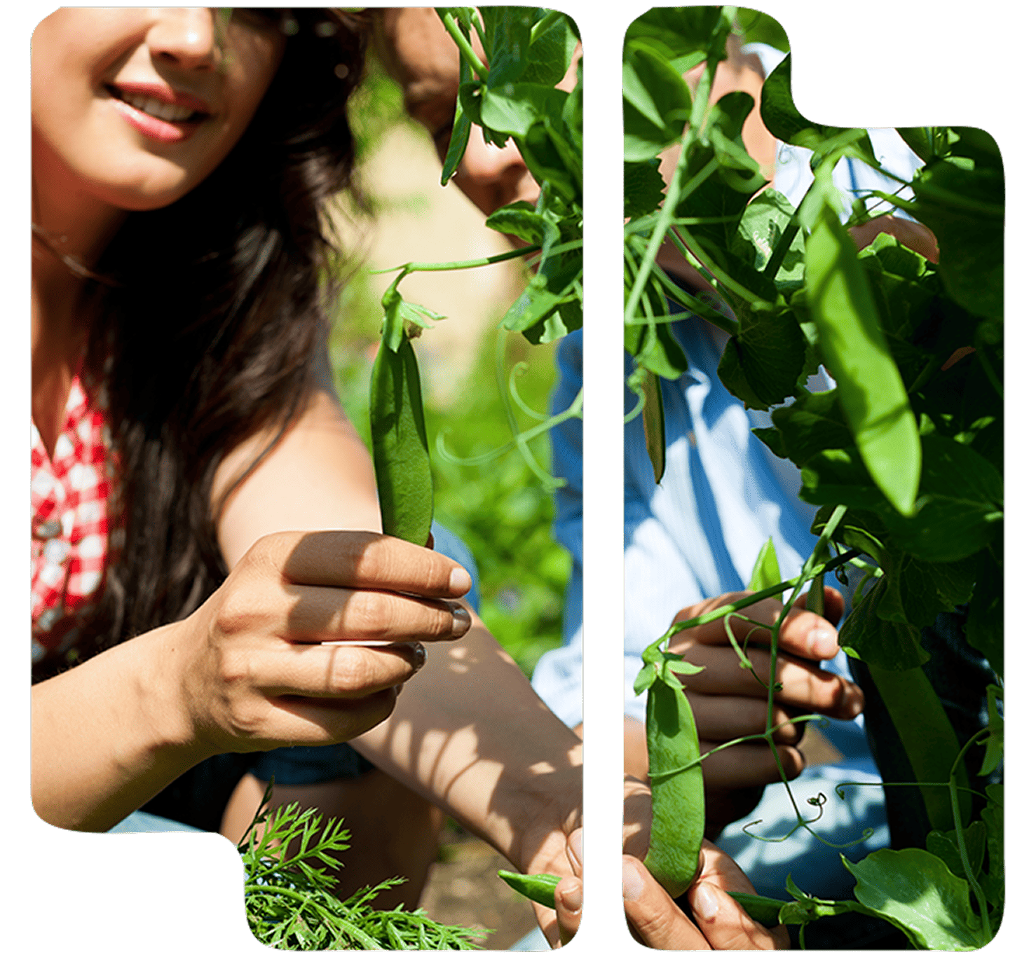 Asesoramiento sobre producción agraria ecológica