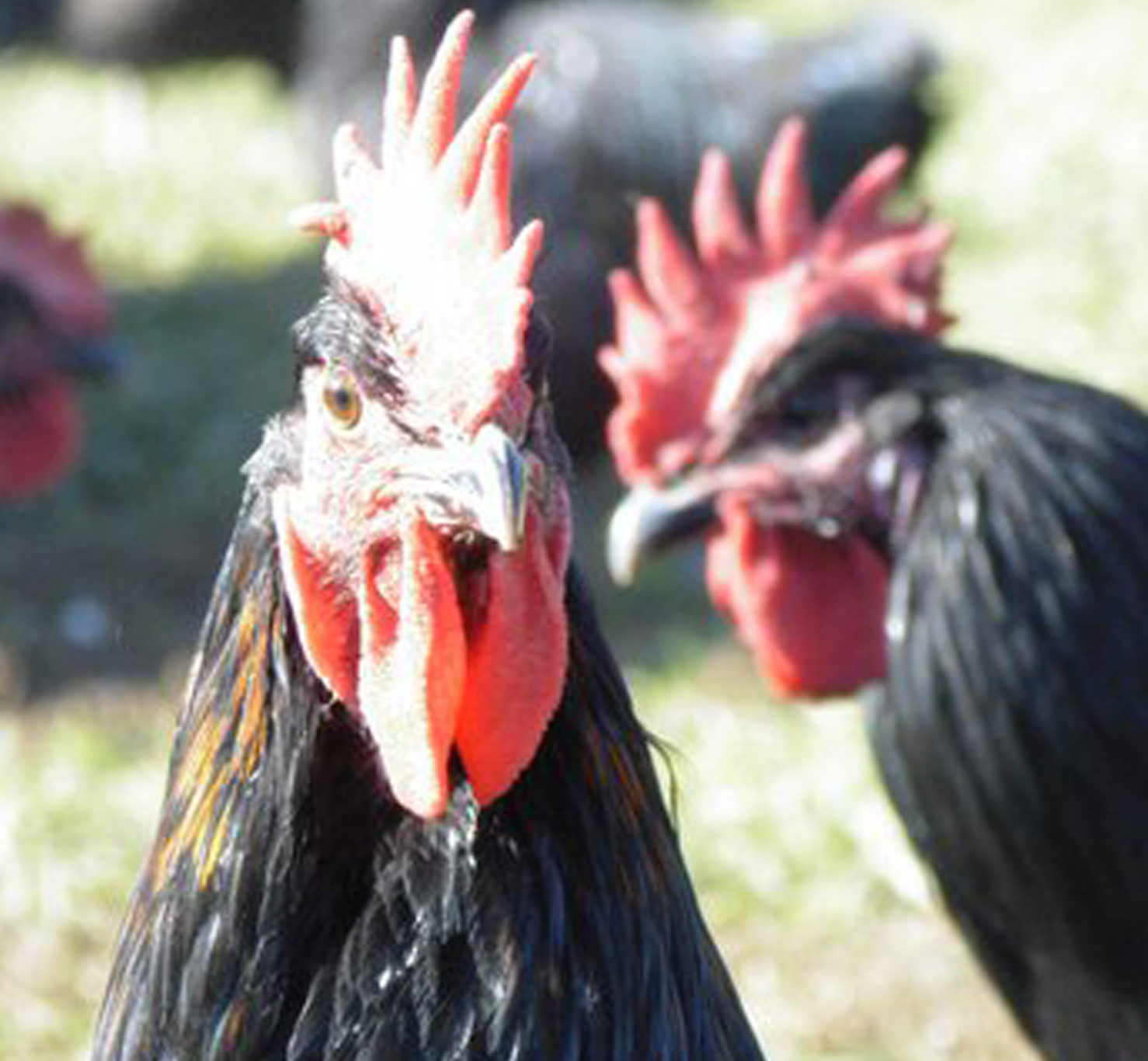 Asesoramiento sobre producción ecológica ganadera