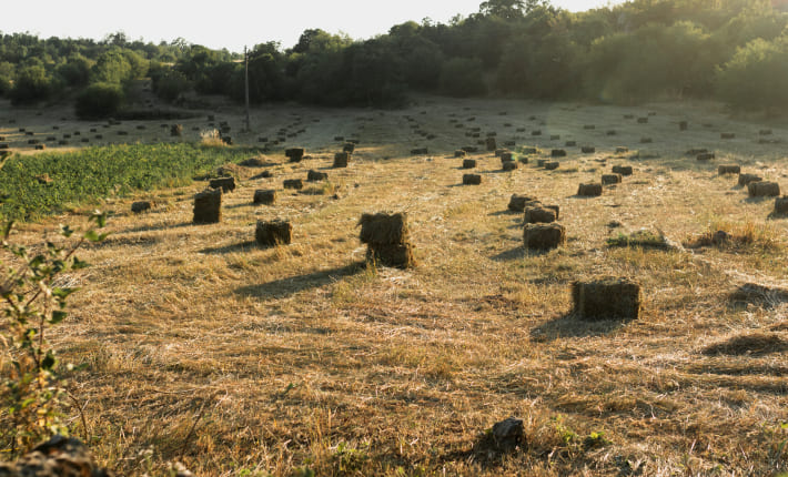 Asesoramiento sobre protocolos productivos agroalimentarios
