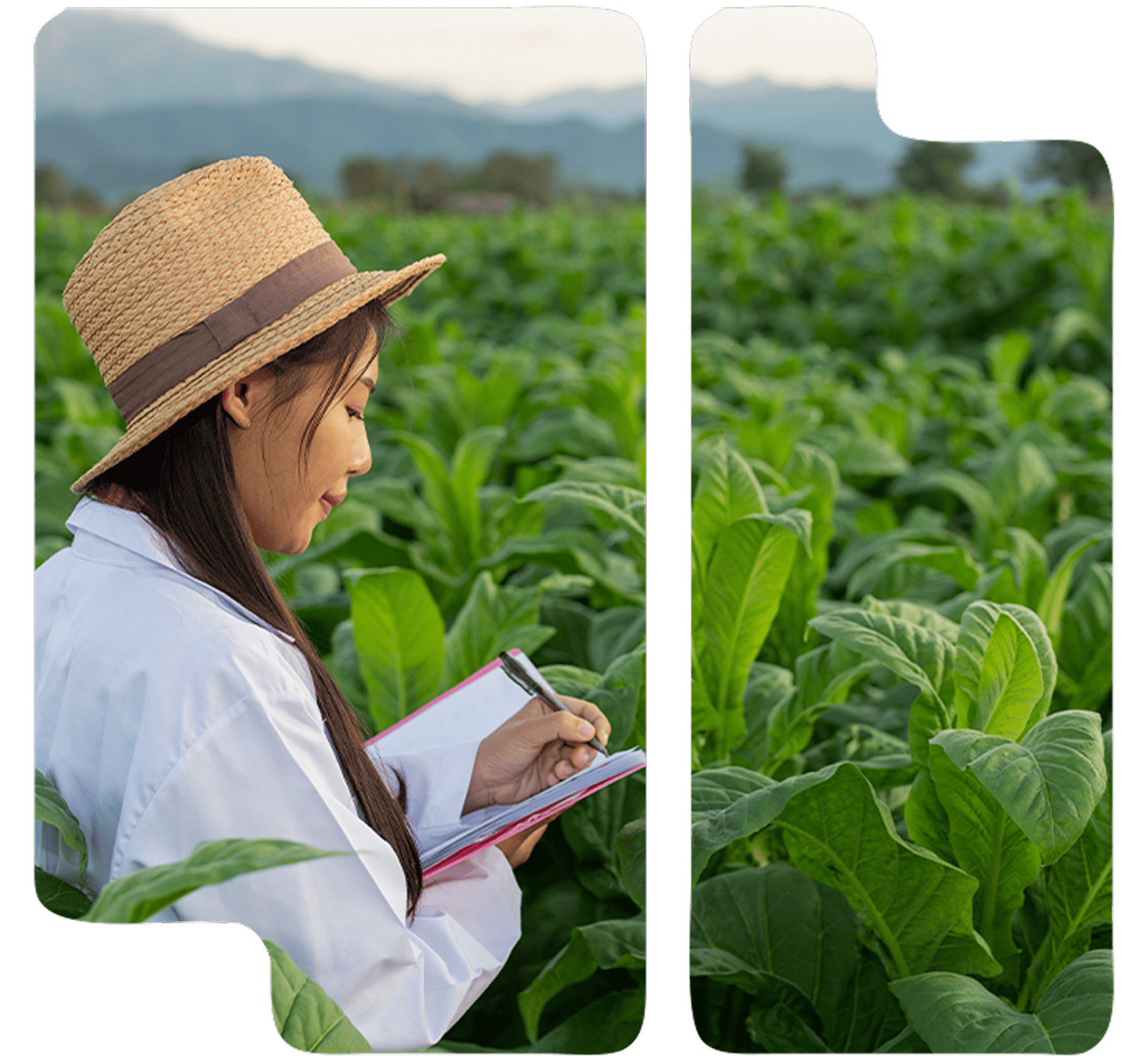 Cuaderno integral de explotaciones agrícolas