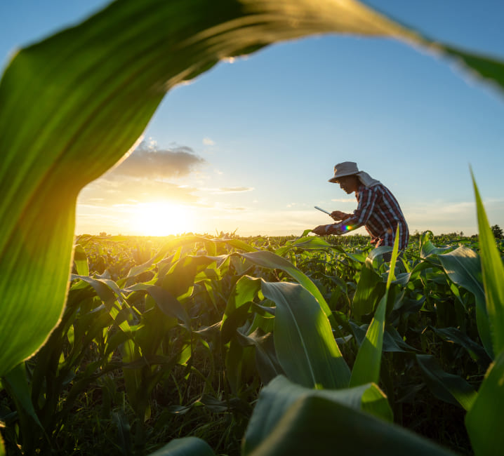 Gestoría y asesoría agrícola