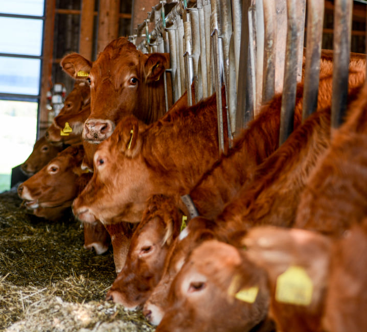 Gestoría y asesoría para la ganadería