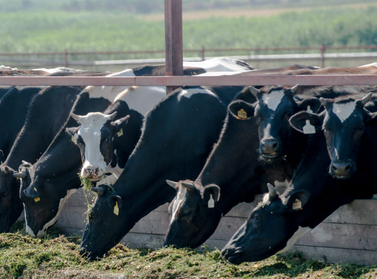 Asesoramiento sobre producción ecológica ganadera