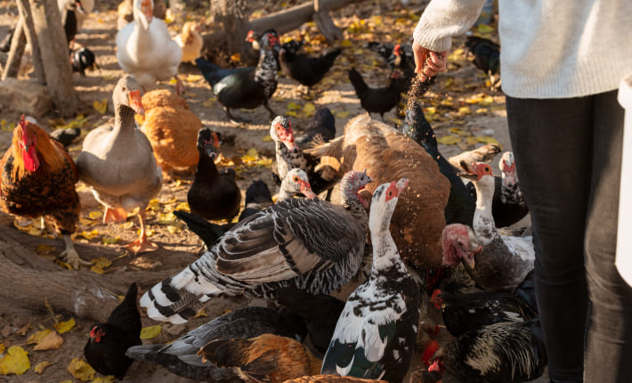 Gestoría y asesoría para la ganadería