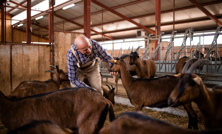 Gestoría y asesoría para la ganadería