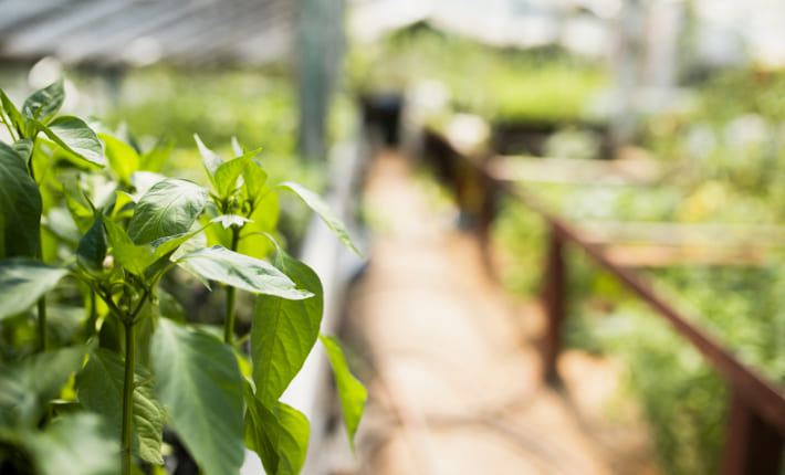 Gestoría y asesoría para la industria agroalimentaria