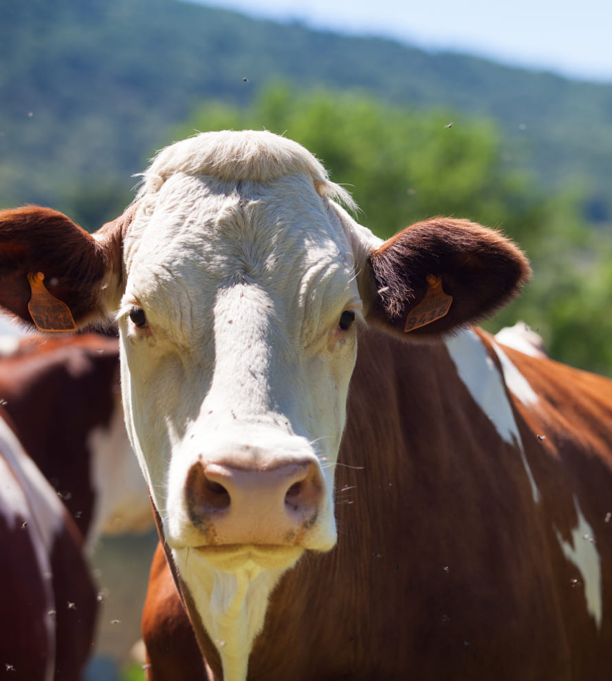 Obtención del SIGE en al ganadería
