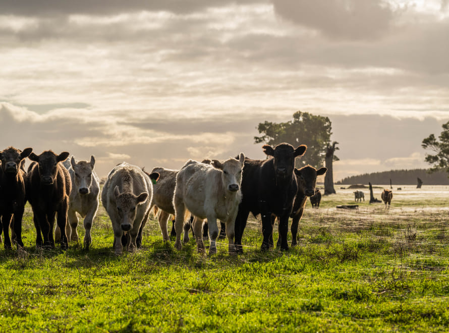 Tramitaciones y ayudas para la ganadería