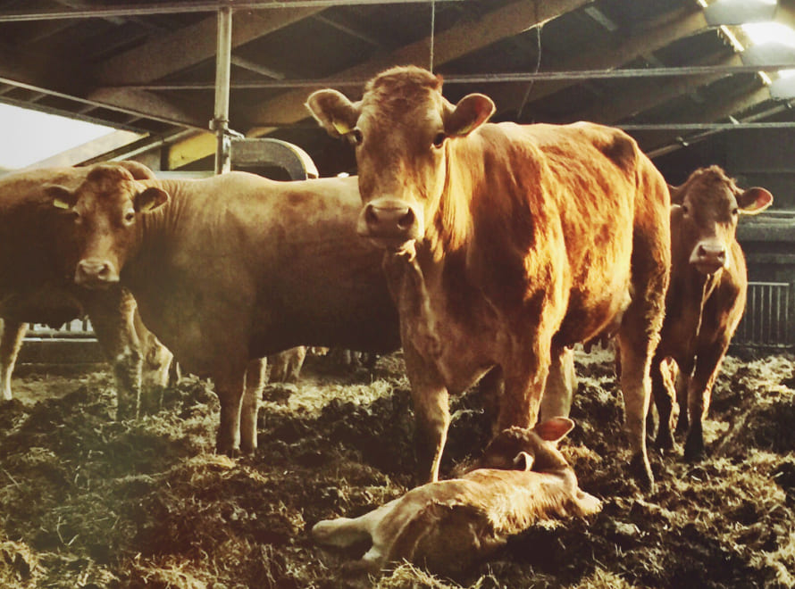 Obtención del DUN europeo