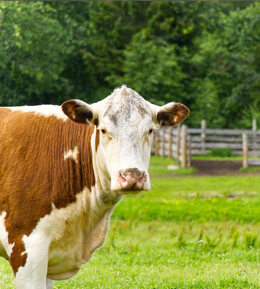 Legalización de explotaciones ganaderas