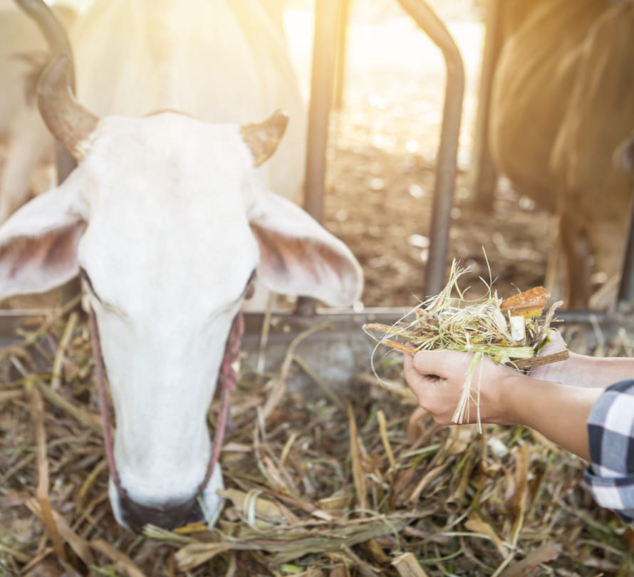 Asesoramiento sobre producción ecológica ganadera