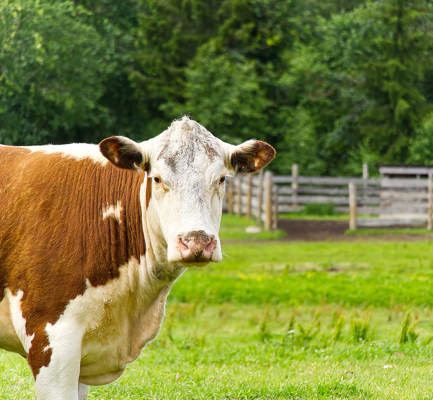 Legalización de explotaciones ganaderas