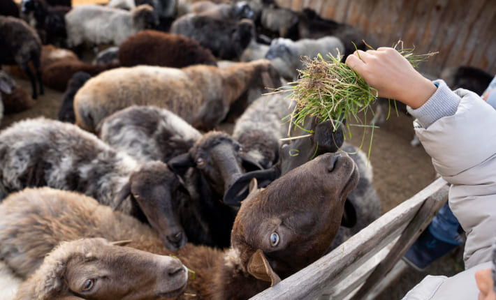 Legalización de explotaciones ganaderas