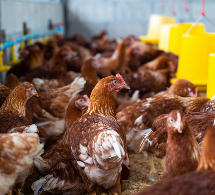 Legalización de explotaciones ganaderas