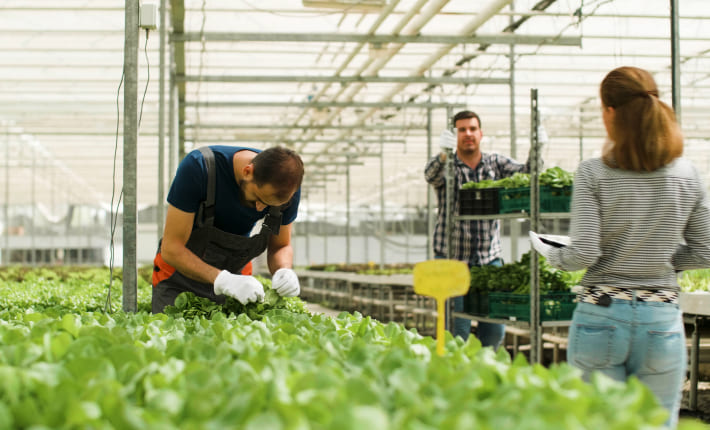 Legalización de proyectos agroalimentarios