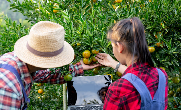 Legalización de proyectos agroalimentarios
