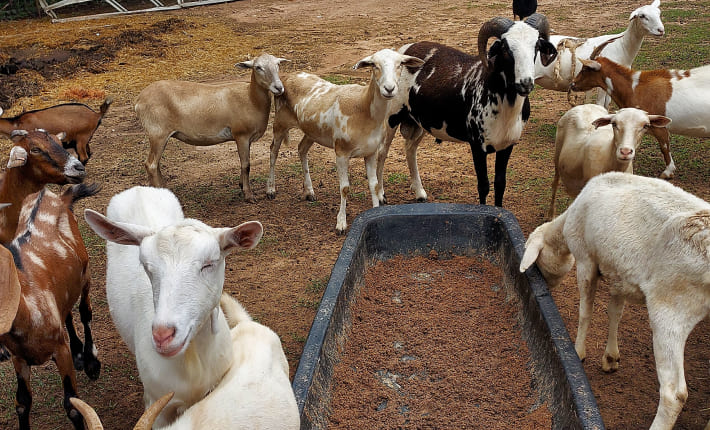 Obtención del DUN europeo