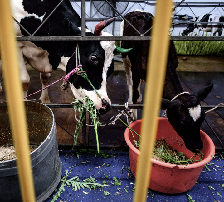 Obtención del DUN europeo