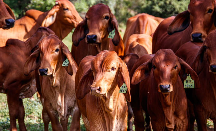 Obtención del SIGE en la ganadería