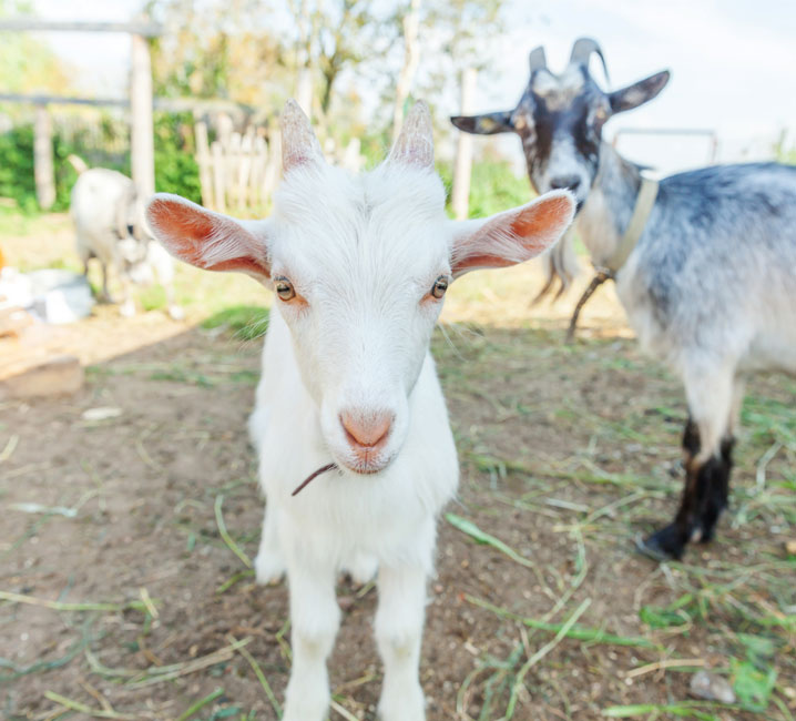 Obtención del SIGE en la ganadería