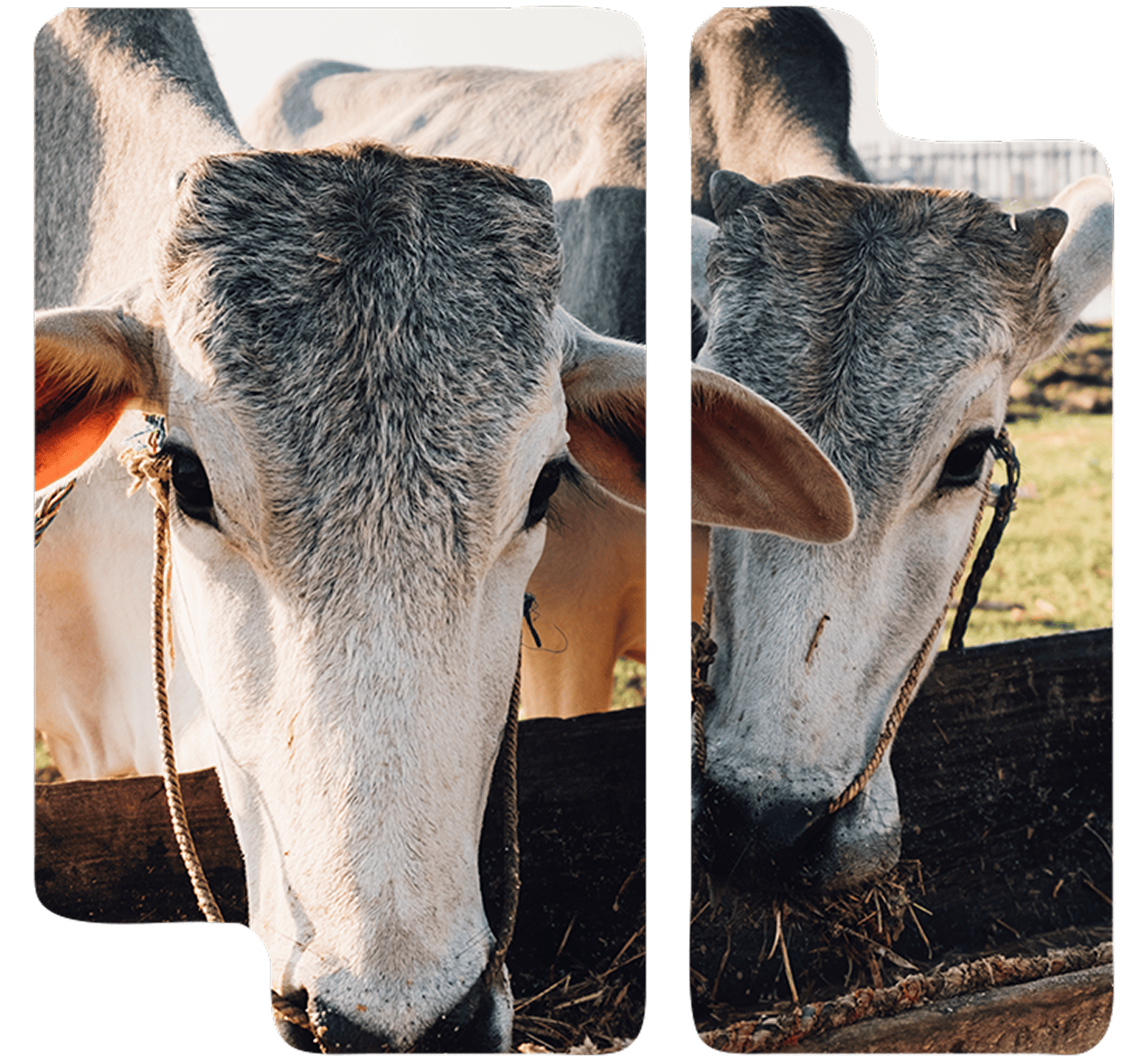 Seguros para la ganadería