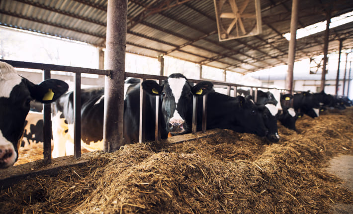 Seguros para la ganadería