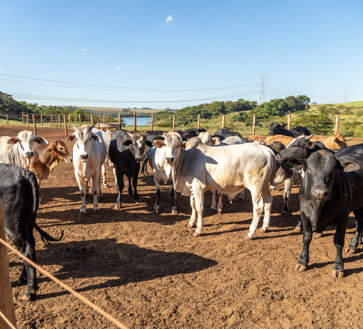 Seguros para la ganadería