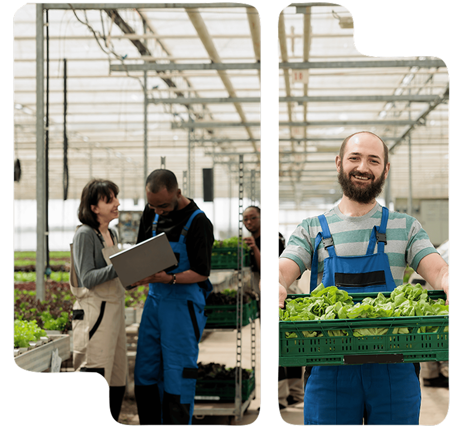 Seguros para la industria agroalimentaria