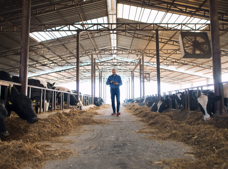 Seguros para la ganadería