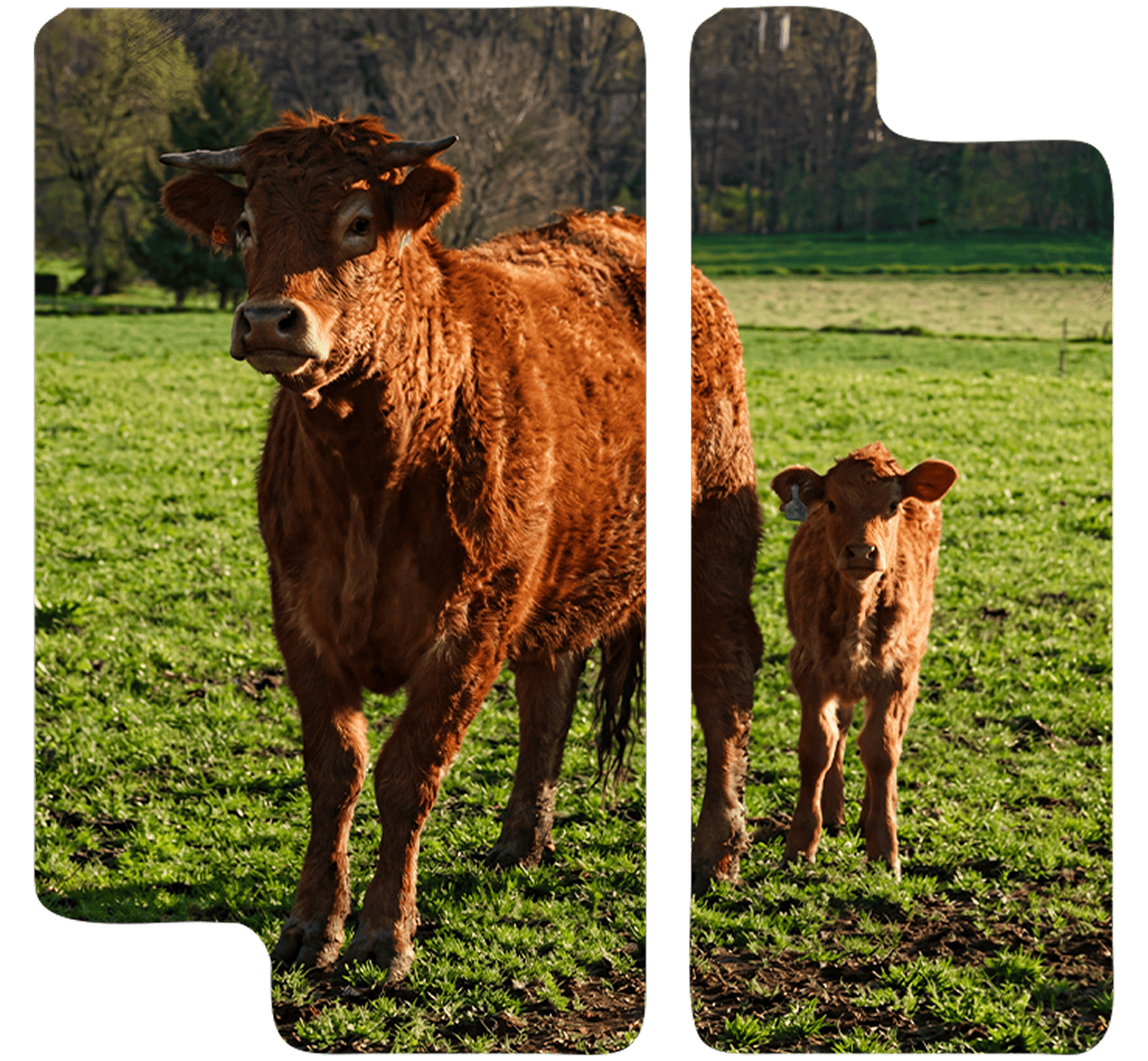 ¿Qué es Ecogarrotxa y Por Qué Confiar en Nuestra Trayectoria?