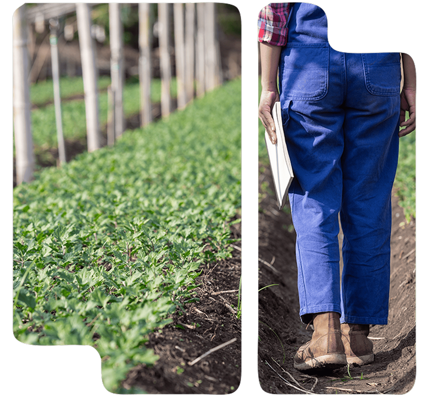 Tramitaciones y ayudas agrícolas