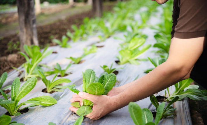 Tramitaciones y ayudas agrícolas