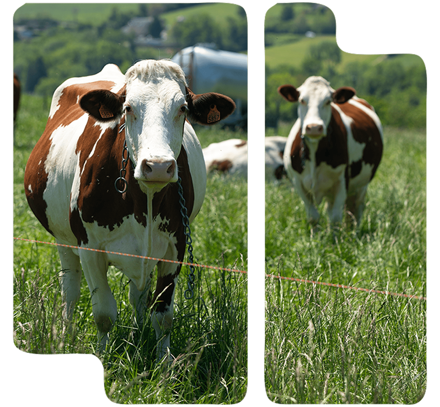 Tramitaciones y ayudas para la ganadería