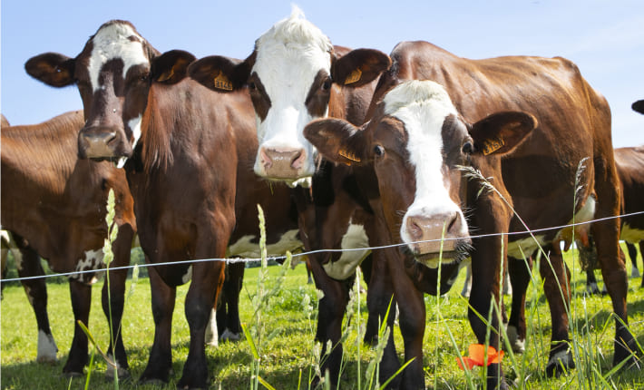 Tramitaciones y ayudas para la ganadería