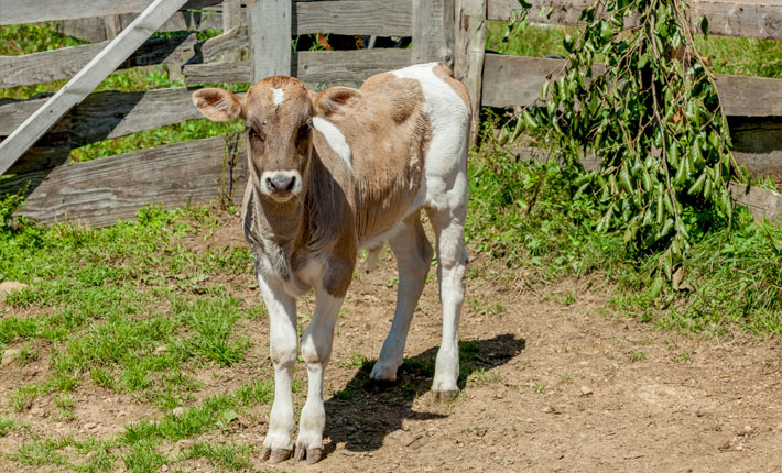 Tramitaciones y ayudas para la ganadería