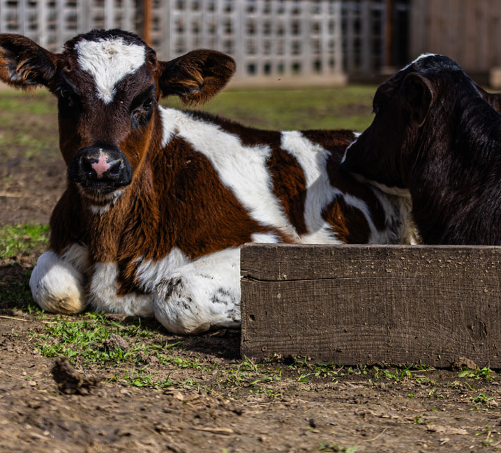 Tramitaciones y ayudas para la ganadería