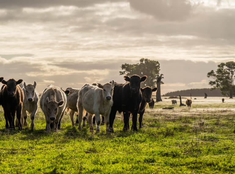 Tramitaciones y ayudas para la ganadería