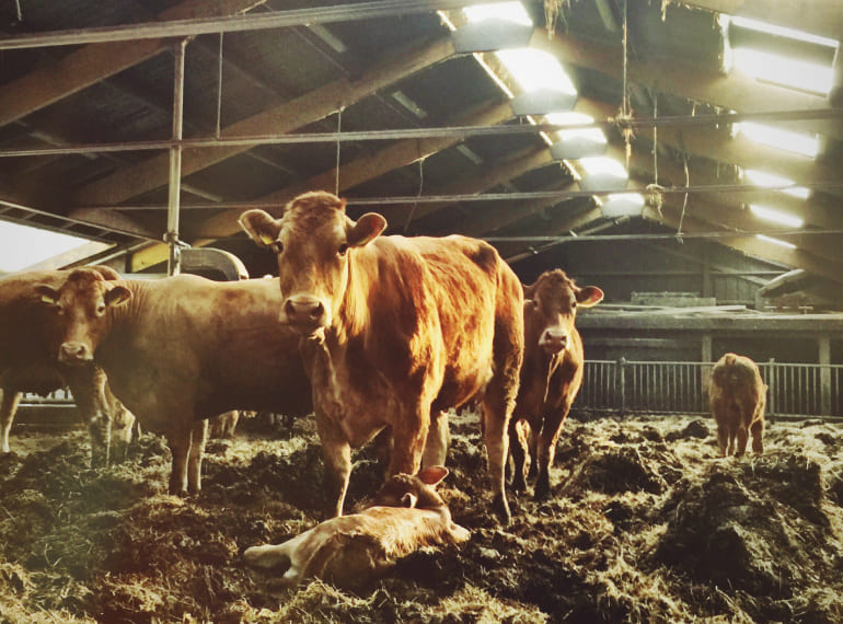 Obtención del DUN europeo